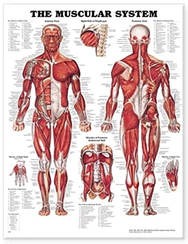 9781587790355: The Muscular System Anatomical Chart
