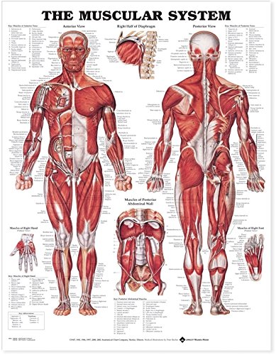 9781587790386: The Muscular System 3D Raised Relief Chart