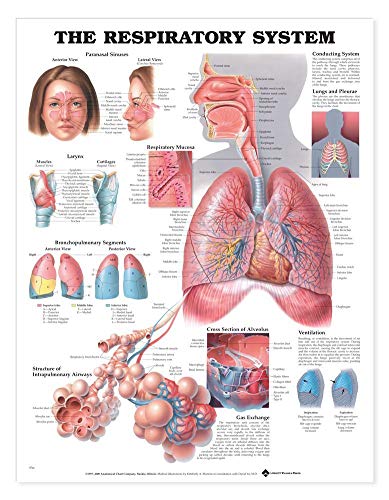 The Respiratory System Anatomical Chart (9781587790539) by Anatomical Chart