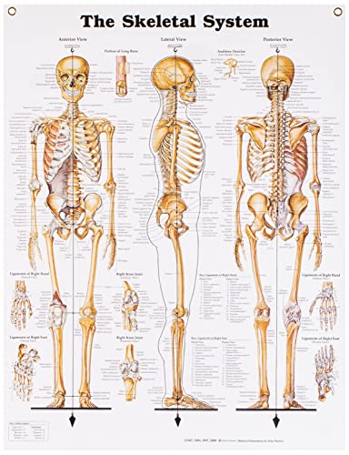9781587790621: The Skeletal System Anatomical Chart