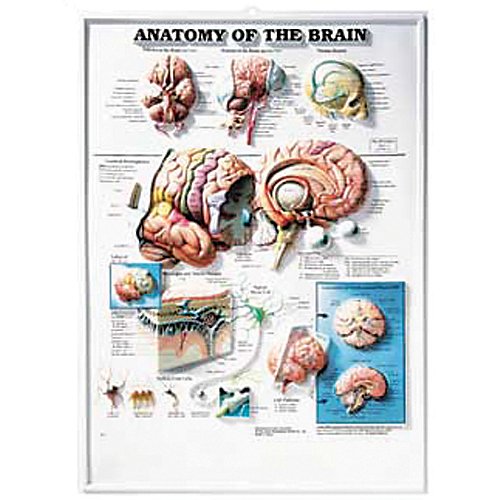 Anatomy of the Brain: 3d Raised (9781587790928) by Anatomical Chart Company