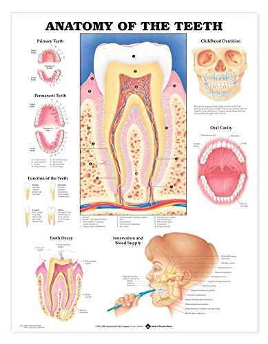 Imagen de archivo de Anatomy of the Teeth Anatomical Chart a la venta por Ergodebooks