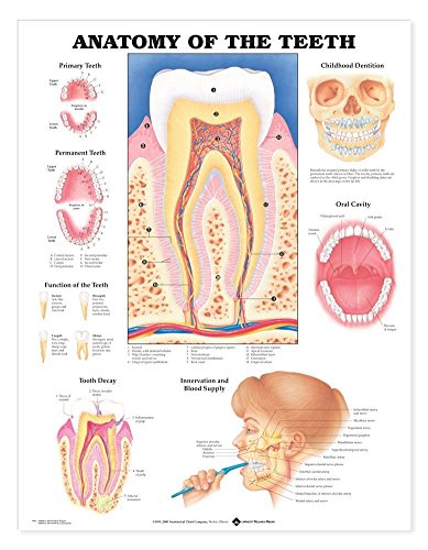 9781587791000: Anatomy of the Teeth Anatomical Chart