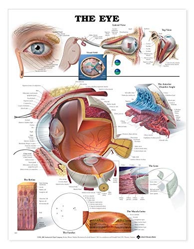 Anatomical Chart Company Lippincott Williams Wilkins