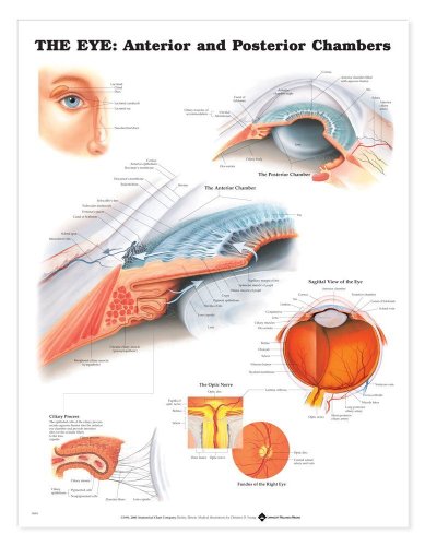 Stock image for The The Eye: Anterior and Posterior Chambers Anatomical Chart for sale by Revaluation Books