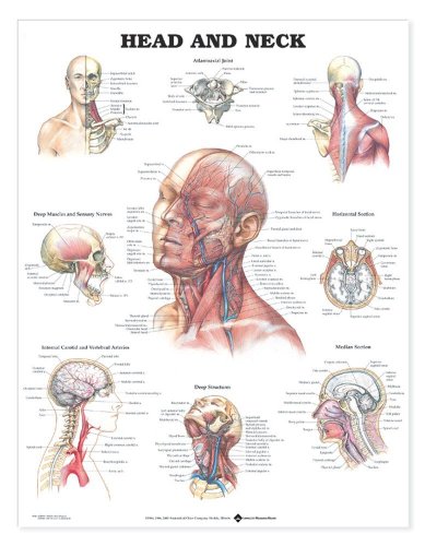 Head and Neck Anatomical Chart (9781587791482) by Anatomical Chart Company