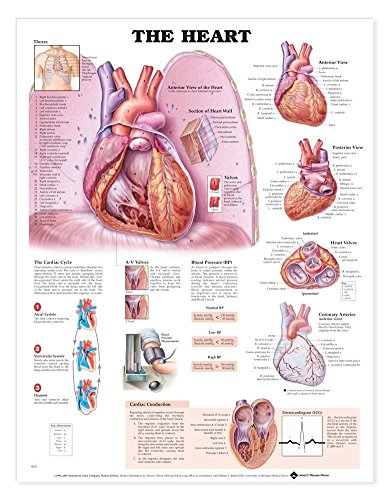 The Heart (9781587791550) by Anatomical Chart Company