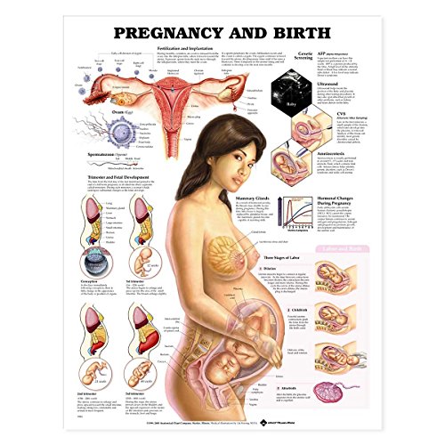 Pregnancy and Birth Chart (9781587791840) by Lippincott Williams & Wilkins