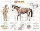 Equine Skeletal Anatomy Chart (9781587793905) by ACC