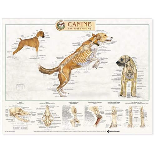 Canine Skeletal Anatomy (9781587793974) by Anatomical Chart Company
