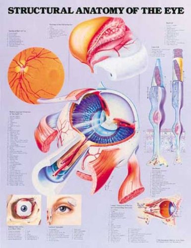 Structural Anatomy Of The Eye Chart (9781587794346) by ACC