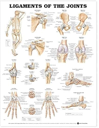 Imagen de archivo de Ligaments Of The Joints Anatomical Chart a la venta por Revaluation Books