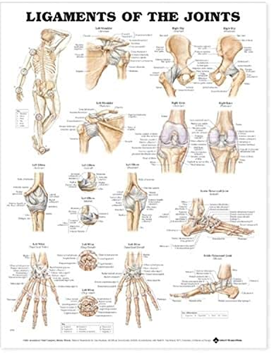 Ligaments of the Joints Anatomical Chart (9781587794667) by Anatomical Chart Company