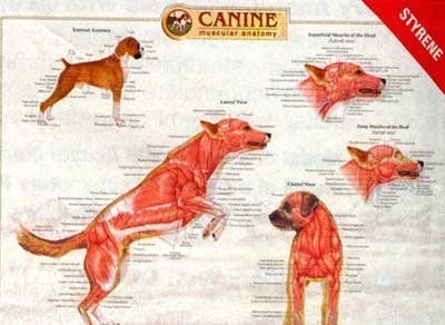 Canine Muscular Anatomy Chart (9781587795046) by Anatomical Chart Company