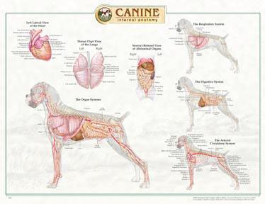 9781587795084: Canine Internal Organ Anatomy Chart - AbeBooks