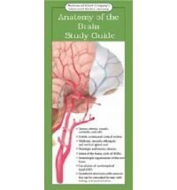 Imagen de archivo de Anatomy of the Brain: Study Guide (Anatomical Chart. a la venta por Books Puddle