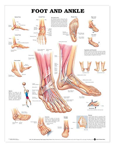 9781587796869: Foot and Ankle Anatomical Chart