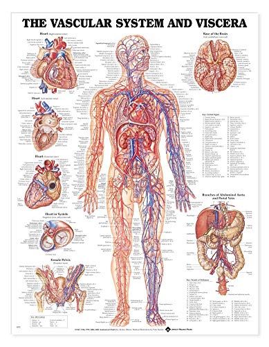 9781587797002: Vascular System and Viscera Anatomical Chart