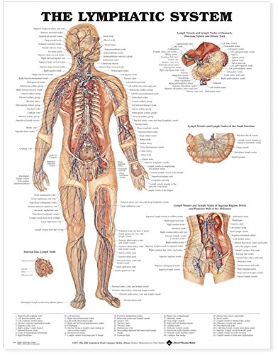 The The Lymphatic System Anatomical Chart (9781587797095) by Anatomical Chart Company