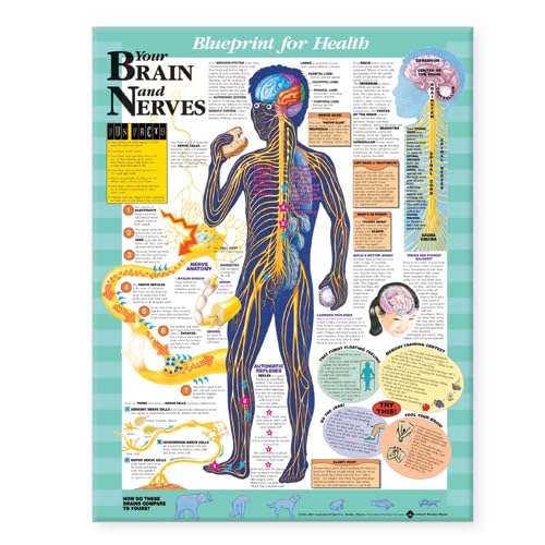 Blueprint for Health Your Brain and Nerves Chart (9781587797439) by ACC