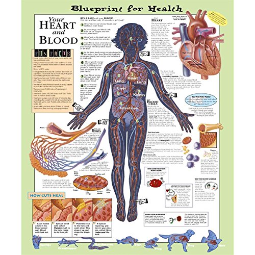 Your Heart and Blood Blueprint Chart (Blueprint for Health) (9781587797446) by Anatomical Chart Company