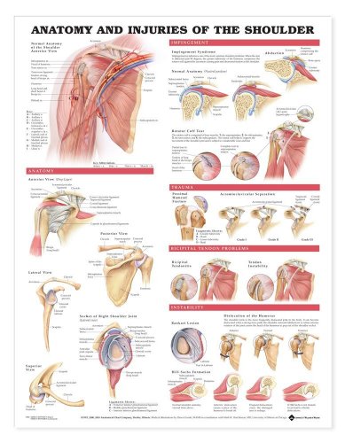 Imagen de archivo de Anatomy and Injuries of the Shoulder Anatomical Chart [Wall Chart] Anatomical Chart Company a la venta por Lakeside Books