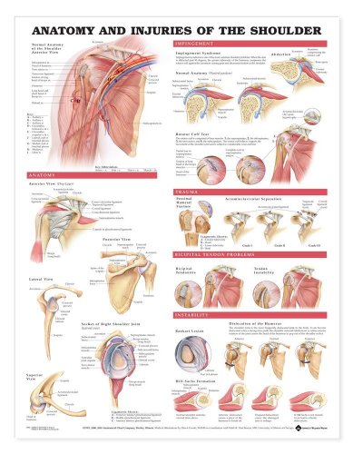 9781587798078: Anatomy and Injuries of the Shoulder Anatomical Chart