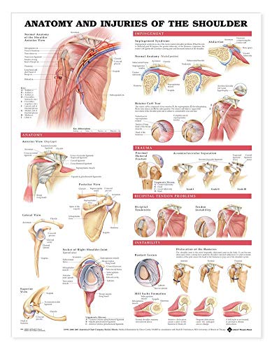 Beispielbild fr Anatomy and Injuries of the Shoulder Anatomical Chart zum Verkauf von Monster Bookshop