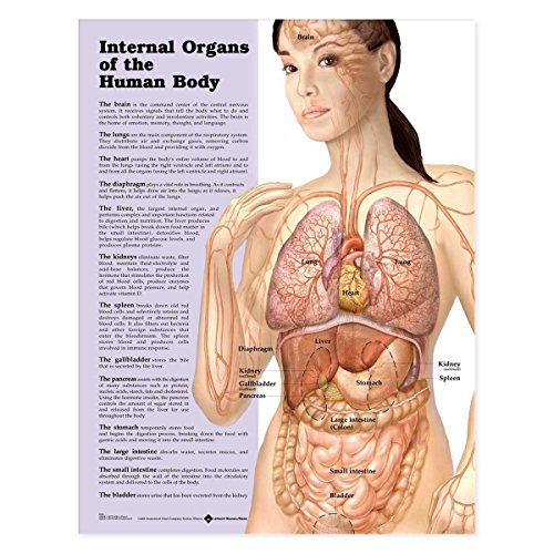 9781587798290: Internal Organs Of The Human Body Chart: (Laminated)