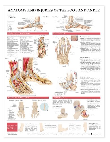 Stock image for Anatomy And Injuries Of The Foot And Ankle: (unmounted) for sale by Revaluation Books