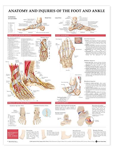 Imagen de archivo de Anatomy And Injuries Of The Foot And Ankle: (laminated) a la venta por Revaluation Books