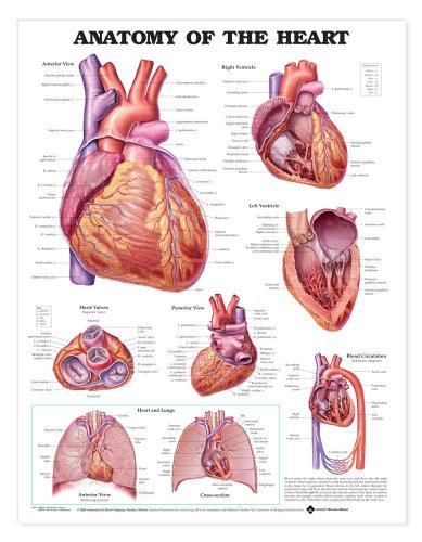 Anatomy Of The Heart Chart: (plastic Styrene) (9781587798450) by Anatomical Chart Company