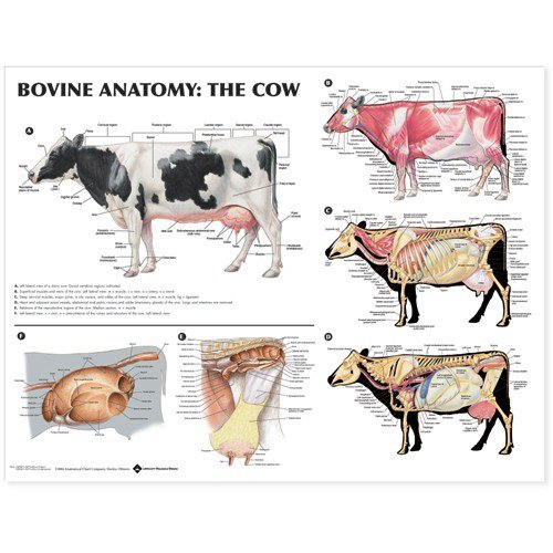 9781587799013: Bovine Anatomy: The Cow Anatomical Chart