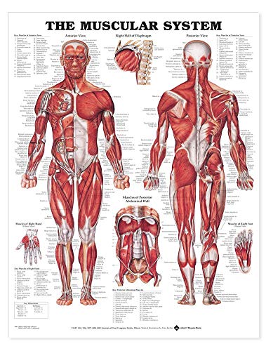 The Muscular System Giant Chart (9781587799815) by [???]