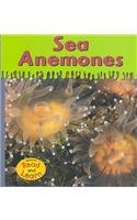 9781588107176: Sea Anemones (Ooey-gooey Animals)