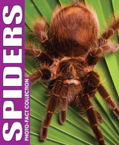 Beispielbild fr Spiders Photo Fact Collection zum Verkauf von Better World Books