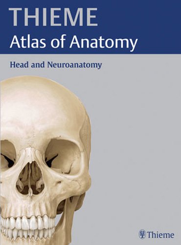 Stock image for Head and Neuroanatomy (THIEME Atlas of Anatomy) (THIEME Atlas of Anatomy Series) for sale by Half Price Books Inc.
