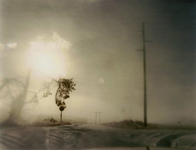 Imagen de archivo de Crooked Cracked Tree in Fog [ONE PICTURE BOOK SERIES -- SIGNED] a la venta por ERIC CHAIM KLINE, BOOKSELLER (ABAA ILAB)