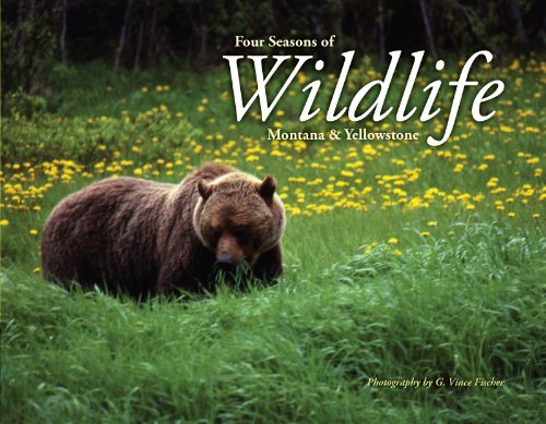 9781591520795: Four Seasons of Wildlife: Montana and Yellowstone