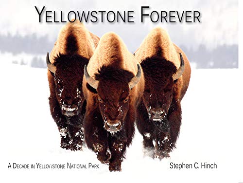 Beispielbild fr Yellowstone Forever : A Decade in Yellowstone National Park zum Verkauf von Better World Books