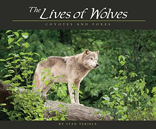 Beispielbild fr Lives of Wolves, Coyotes and Foxes (Wildlife Appreciation) zum Verkauf von Reliant Bookstore