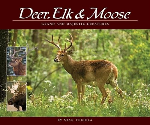 Stock image for Deer, Elk & Moose: Grand and Majestic Creatures for sale by ThriftBooks-Dallas