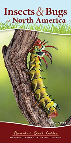 Stock image for Insects & Bugs of North America: Your Way to Easily Identify Insects & Bugs (Adventure Quick Guides) for sale by SecondSale