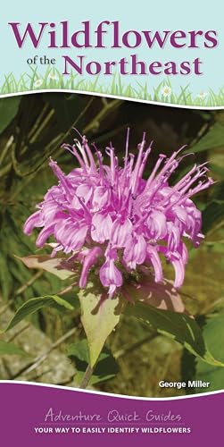 Beispielbild fr Wildflowers of the Northeast: Your Way to Easily Identify Wildflowers (Adventure Quick Guides) zum Verkauf von SecondSale