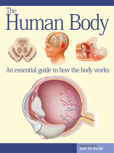 Beispielbild fr The Human Body (Expert Guides) zum Verkauf von Hawking Books