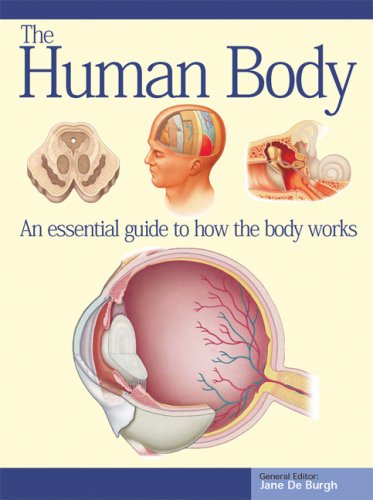 Stock image for The Human Body (Expert Guides) for sale by HPB-Ruby