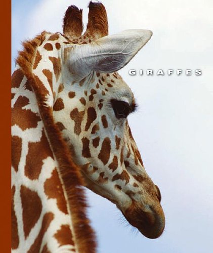 Imagen de archivo de Giraffes a la venta por ThriftBooks-Dallas