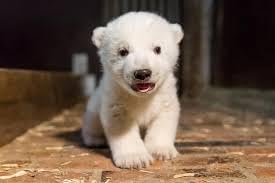 Stock image for A Polar Bear in Phar Phar for sale by Ally Press Center