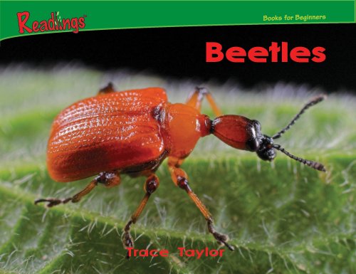 Stock image for Beetles (Bugs!) for sale by SecondSale