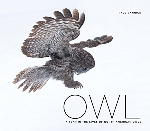 Stock image for Owl: A Year in the Lives of North American Owls for sale by Goodwill Books